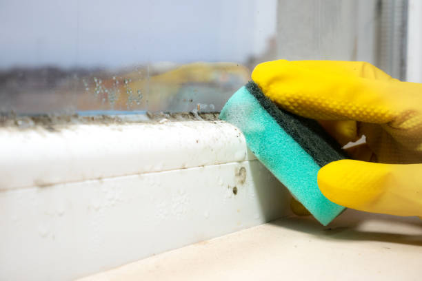 Best Emergency Mold Remediation in Lumber City, GA