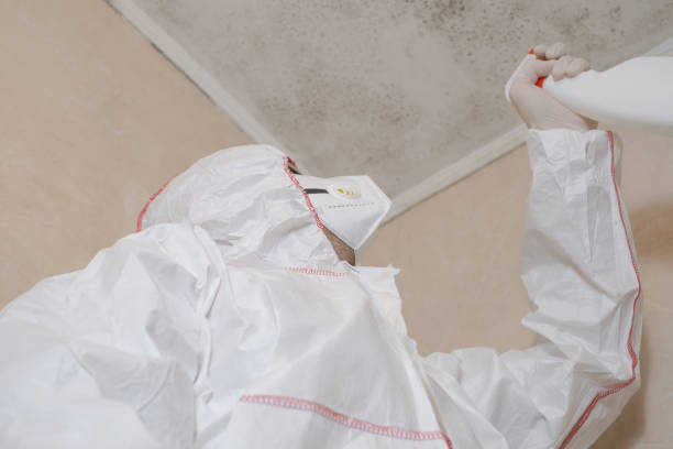 Best Basement Mold Remediation in Lumber City, GA