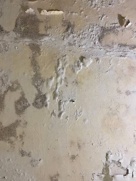 Best Bathroom Mold Remediation in Lumber City, GA