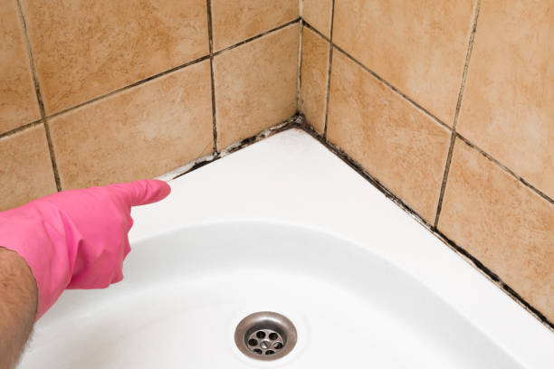 Best Localized Mold Remediation (e.g., coastal areas, humid climates) in Lumber City, GA
